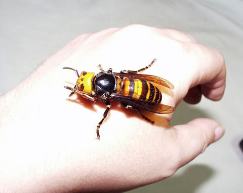 asian-giant-hornet1.jpg