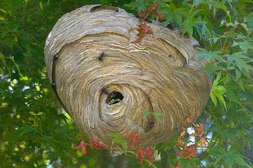 hornets nest copy